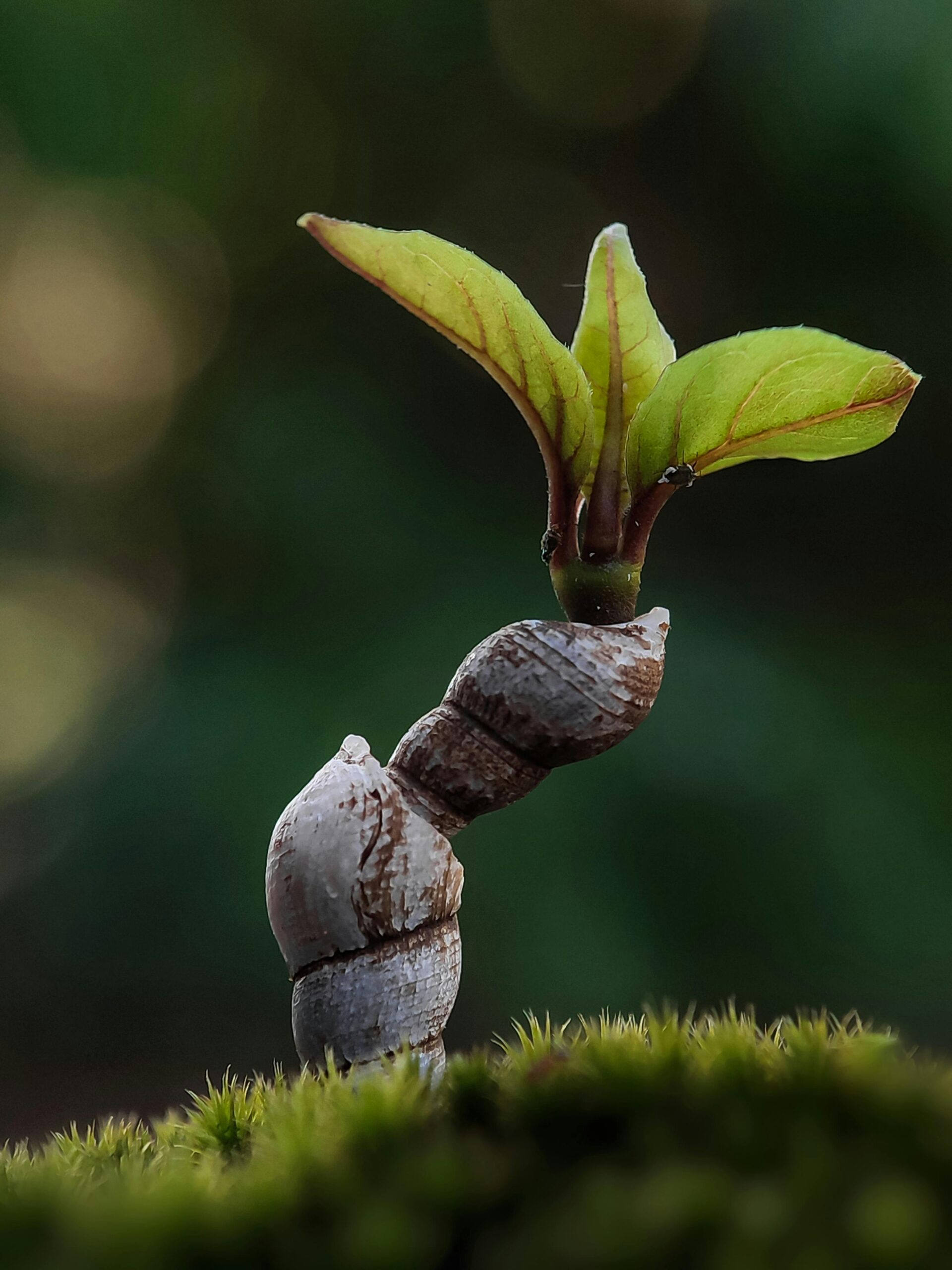 Bhudevi Signature — The Name That Defines Our Purpose